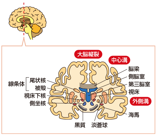 脳の断面図