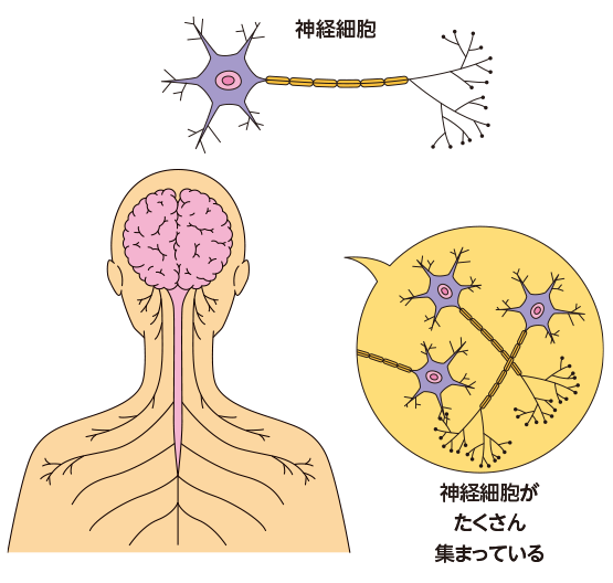 神経細胞