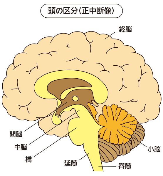 頭の区分（正中断像）