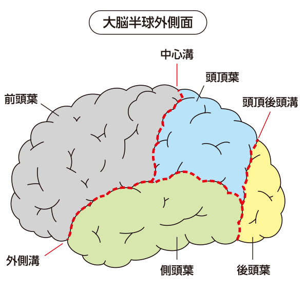 大脳半球外側面